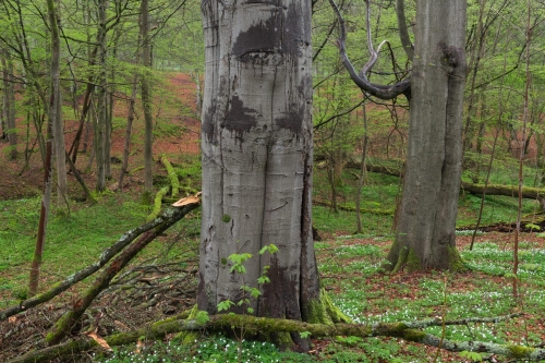 WALD-deep green-old-beech-trees